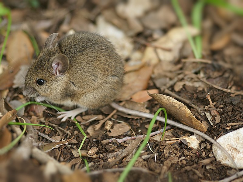 800px-Apodemus_sylvaticus_%28Sardinia%29.jpg