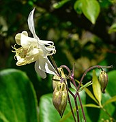 Fragrant columbine (Aquilegia fragrans) Aquilegia fragrans 2.jpg