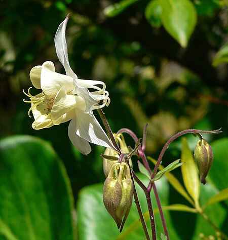 Aquilegia fragrans 2.jpg