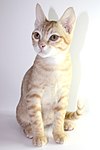 Arabian Mau Kitten (cropped).jpg