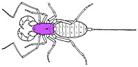 Diagram of an arachnid, with the carapace highlighted in purple Arachnid carapace.jpg
