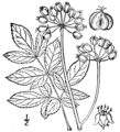 Aralia hispida BB-1913.png