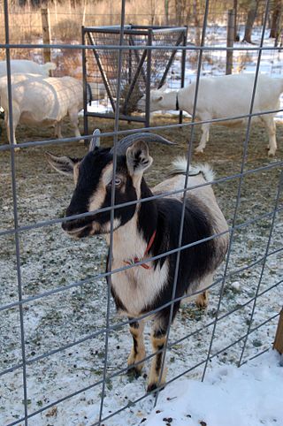 <span class="mw-page-title-main">Arapawa goat</span> Breed of goat