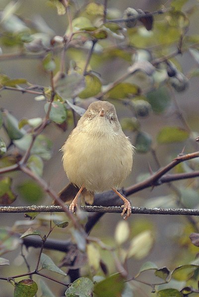 File:Aravalli BiodivPark Gurgaon DSC9020 v1 (cropped).JPG