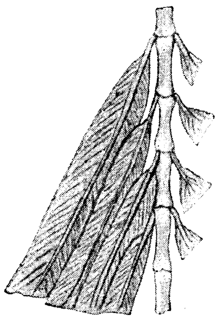 ไฟล์:Archæopteryx, fig 2, Nordisk familjebok.png