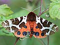 * Nomination Garden tiger moth on Rubus sp. shrub --AfroBrazilian 18:58, 4 October 2017 (UTC) * Decline Almost perfect, insuficient DOF, sorry --Cvmontuy 14:09, 7 October 2017 (UTC)