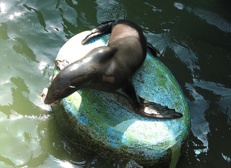 File:Arctocephalus.pusillus-02-ZOO.Brno.jpg