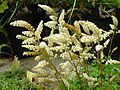 Aruncus aethusifolius