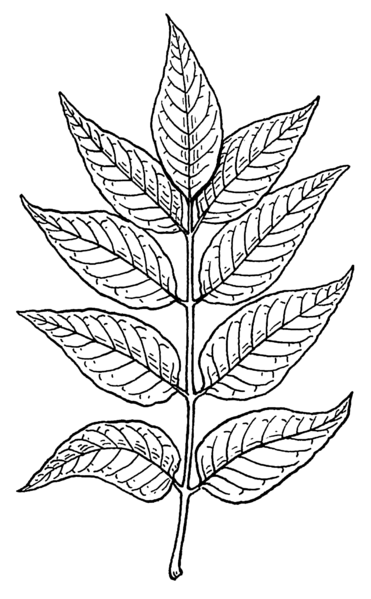 File:Ash leaves (PSF).png