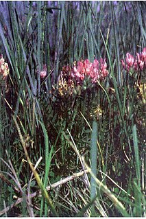 <i>Astragalus agrestis</i> Species of legume