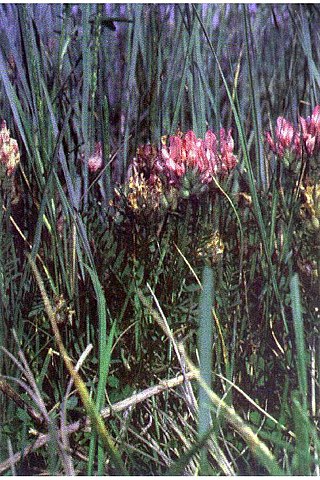 <i>Astragalus agrestis</i> Species of milkvetch