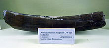 Canine tooth of A. magnus at the Museum fur Naturkunde, Berlin Astrapotherium canine.jpg