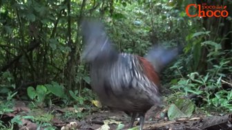 File:Di tingkat mata dengan Banded Ground-Cuckoo - Un poco del Choco.webm