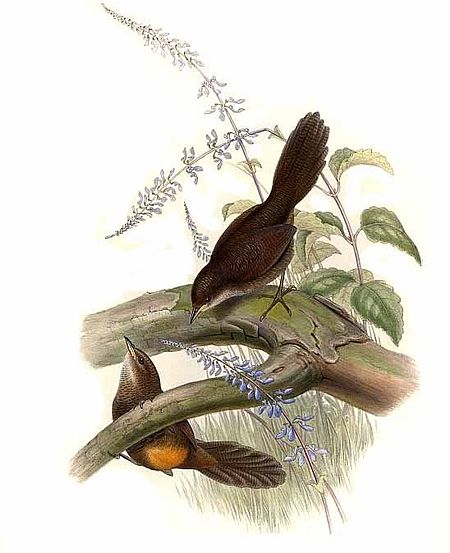 Atrichornis rufescens
