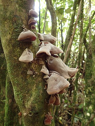 <i>Auricularia cornea</i> Species of fungus