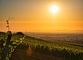 Aussicht auf einen Weinberg bei Grünstadt.jpg