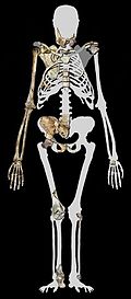 Este fósil dio pie a la descripción de una nueva especie del género Australopithecus y fue planteado como posible descendiente de A. africanus. El cráneo, MH1, fue encontrado simultáneamente a los restos de esqueleto postcraneal, MH2.