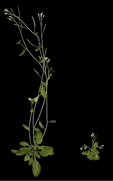 A healthy Arabidopsis thaliana plant (left) next to an auxin signal-transduction mutant with a repressed response to auxin.