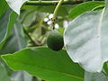 Avocado 12.JPG