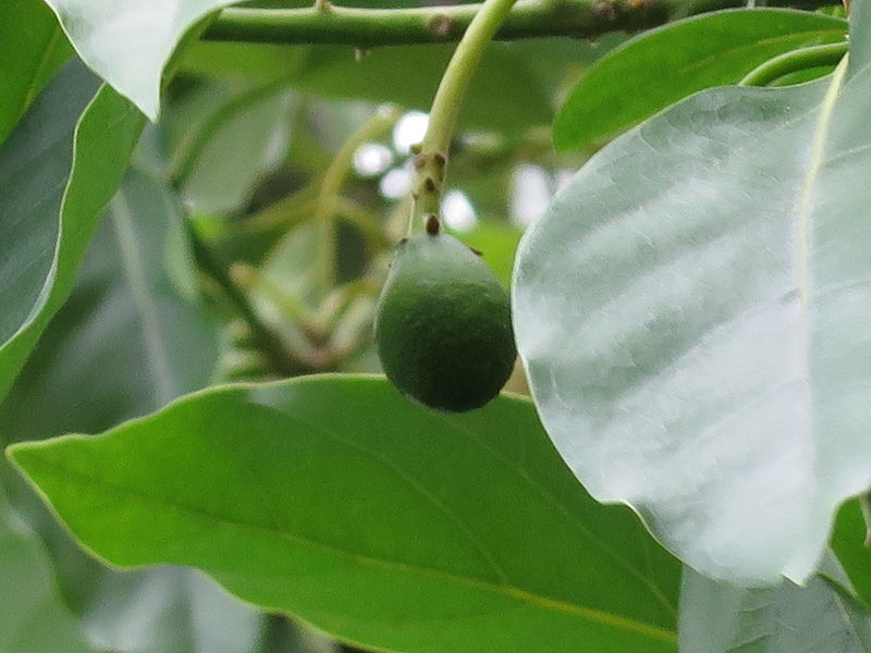 File:Avocado 12.JPG