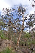 Miniatura para Eucalyptus accedens