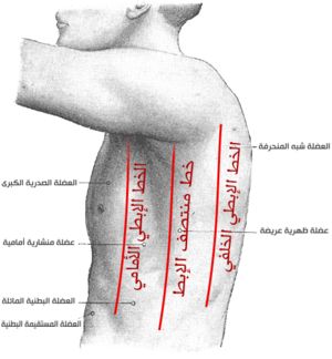 Axillary lines-ar.png