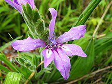 Бабиана ambigua flower.jpg