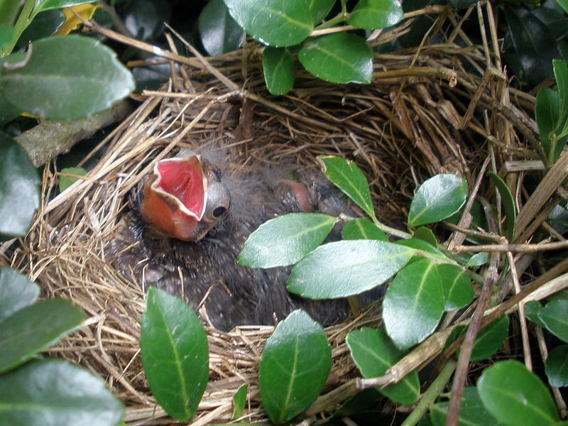 File:Baby Birds Are Doing Well (3637597802).jpg