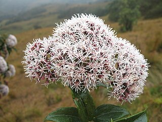 <i>Badilloa</i> Genus of flowering plants