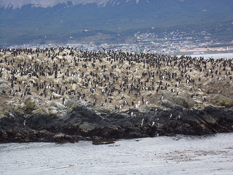 File:Bahía Ushuaia 67.JPG