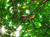 Bahia Spinetail (Synallaxis cinerea) in vegetation, from below.jpg