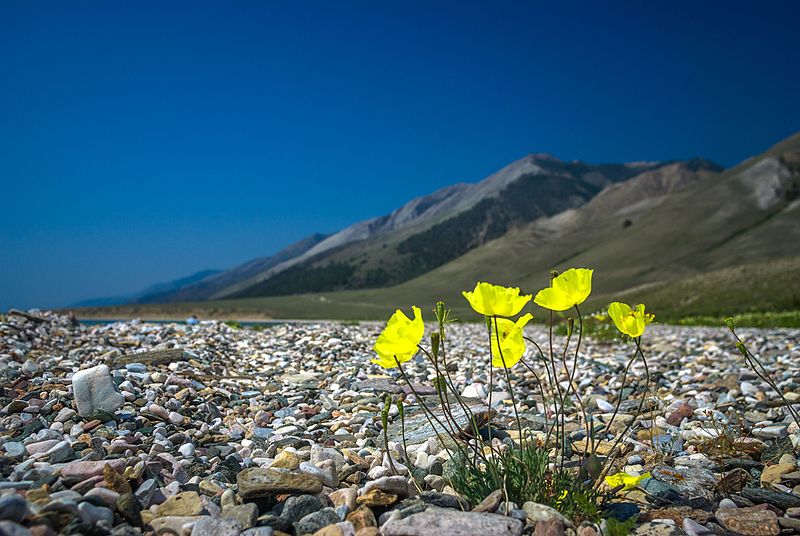 File:Baikal 140627 0081.jpg