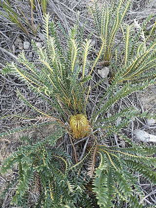 <i>Banksia arctotidis</i> Species of shrub in the family Proteaceae endemic to the southwest of Western Australia