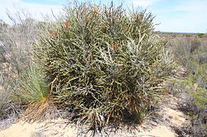 Beskrivelse af billedet Banksia elderiana Yellowdyne orig.JPG.