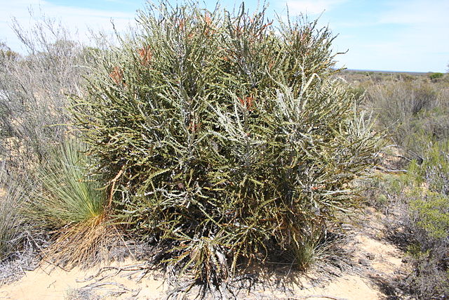 Description de l'image Banksia elderiana Yellowdyne orig.JPG.