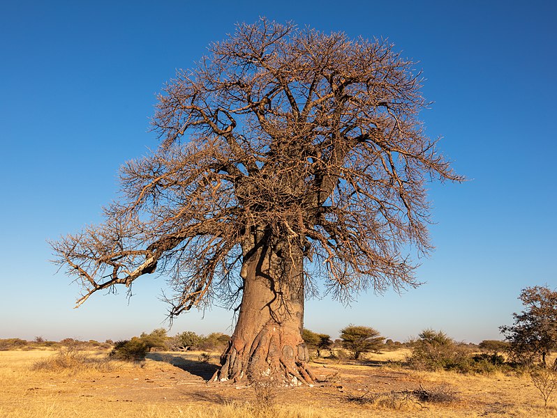 File:Baobab (Adansonia digitata), parque nacional Makgadikgadi Pans, Botsuana, 2018-07-30, DD 02.jpg