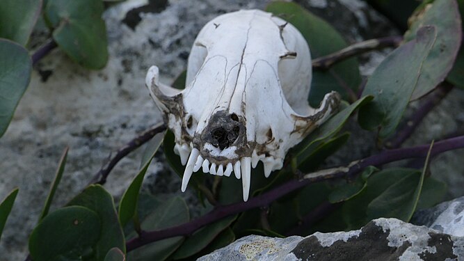 bones laying in Puglia Italy 3