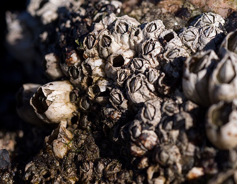 File:Barnacles (52286).jpg