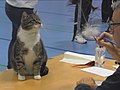 Non-pedigree cats like this domestic short-haired can also compete and win at cat shows.