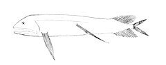 Bathophilus nigerrimus