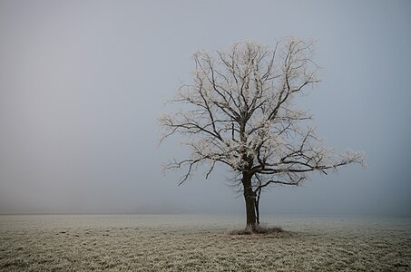 Ein kalter, nebeliger Morgen bei einem einsamen Baum in Kärnten