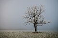 "Baum_in_Kärnten_037.jpg" by User:Zause01