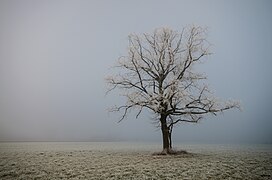 Baum in Kärnten 037