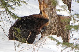 Un castor canadien, au Québec, en train de ronger un arbre. Le castor est le plus gros rongeur d'Amérique du Nord.