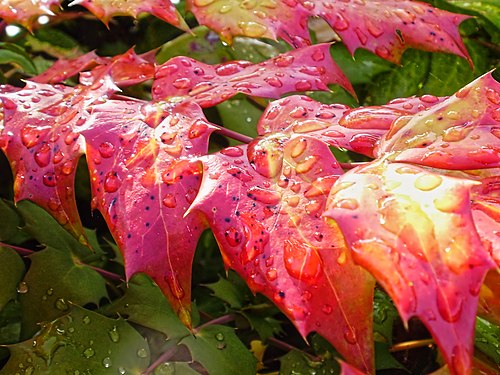 beginning foliage colouring