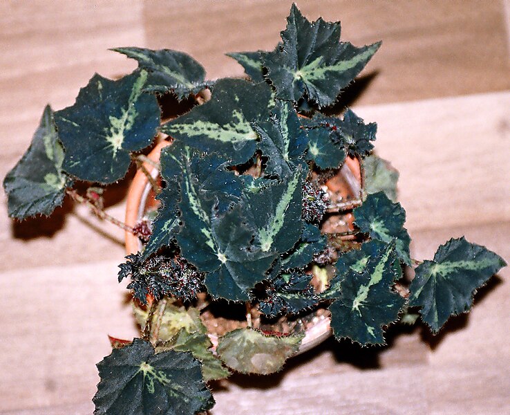 File:Begonia bowerae 21.jpg