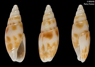 <i>Belloliva triticea</i> Species of gastropod