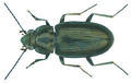 Bembidion quadricolle