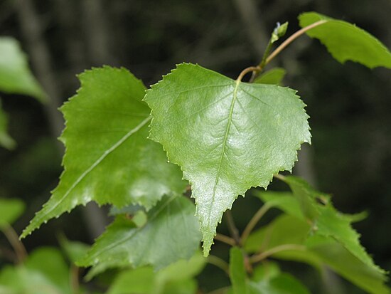 Березовых листьев. Betula populifolia. Betula nigra листья. Берёза тополелистная. Береза тополелистная листья.