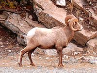 Big Horn Seep 4304c.JPG